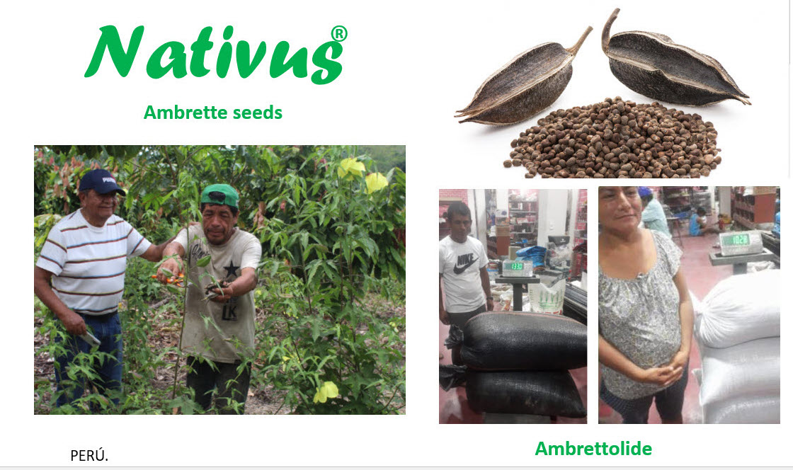 Ambrette Pod Ambrette Seeds